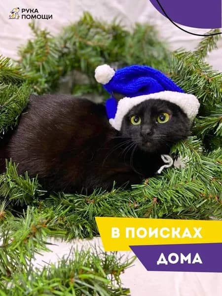 Помочь Смородинке найти дом