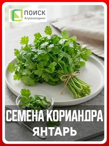 Семена Кориандр овощной "Янтарь" 3 гр, для дома, дачи и огорода, на подоконник, травы и пряности, кинза, в контейнер.