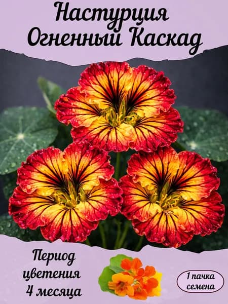 Настурция Огненный Каскад, семена, 10 шт.