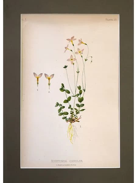 Ботаническая антикварная иллюстрация Houstonia caerulea. Томас Михан, США 1880 год.