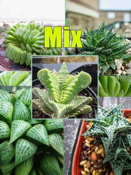 Невероятные Суккуленты Микс, Семена, 15 шт