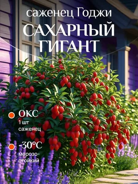 Годжи (дереза) саженец Сахарный гигант плодовые кустарники