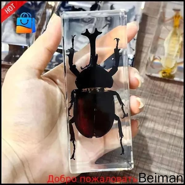 новая модель Настоящие экземпляры насекомых,Коллекция насекомых, образец однорогого жука 1 шт