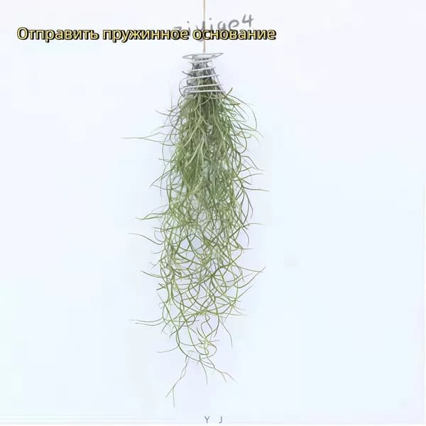 Искусственные цветы Бромелия 1 шт белый, зеленый