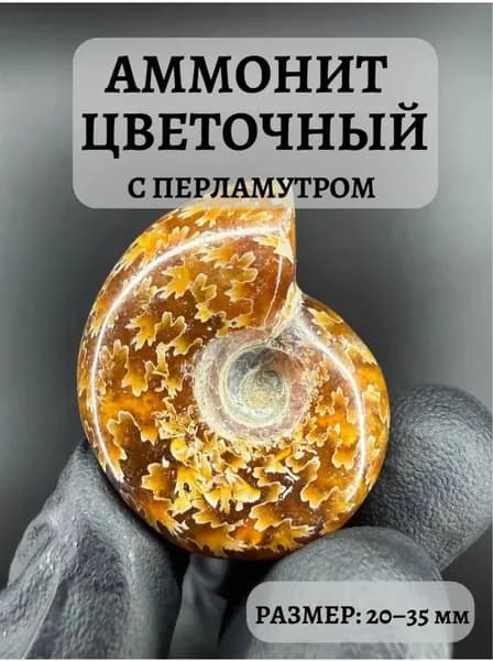 Аммонит с перламутром средний размер 20-35 мм для декора и коллекции