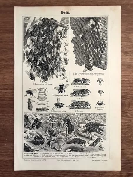 Пчёлы. Пчеловодство. Антикварная гравюра, старинная иллюстрация. Апиология. Россия, 1904 год
