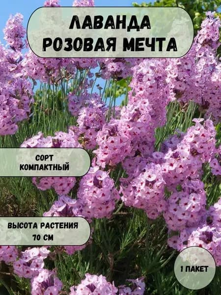 Лаванда Розовая мечта семена 10 шт