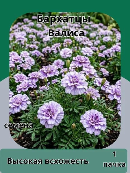 Бархатцы Валиса, семена 10шт