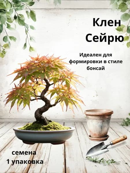 Клен Сейрю, семена бонсай, 10 шт