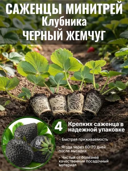 Клубника ЧЕРНЫЙ ЖЕМЧУГ Саженцы минитрей