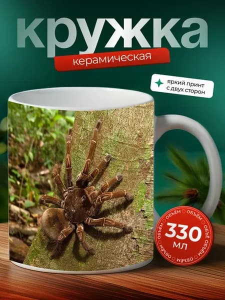 Кружка Гетеропода паук паукообразное 17