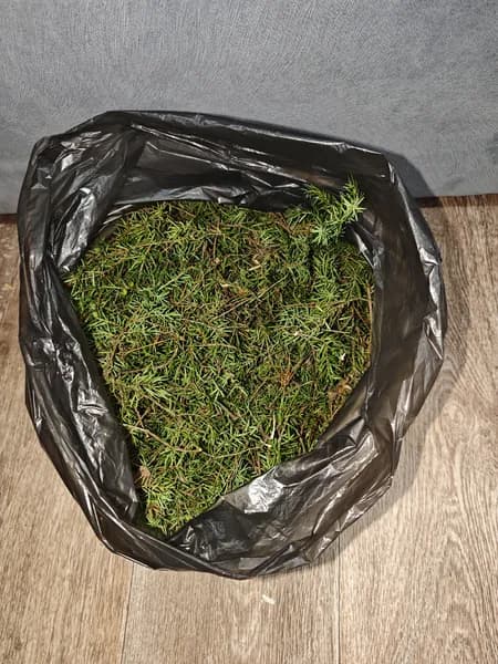Хвоя можжевельника 300 грамм