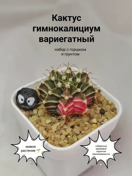 Кактус вариегатный живое растение