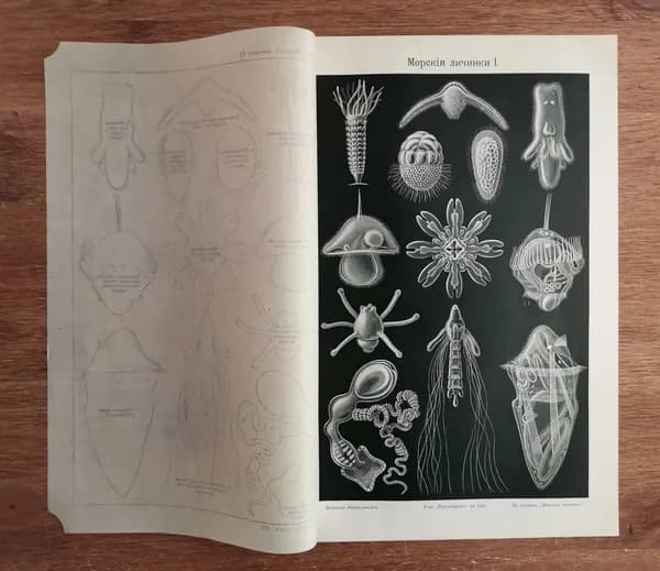 Морские личинки I. Морская фауна. Антикварная гравюра, старинная иллюстрация, хромолитография. Биология океана. Россия, 1903 год