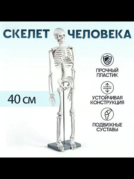 Мини-скелет человека, 40 см
