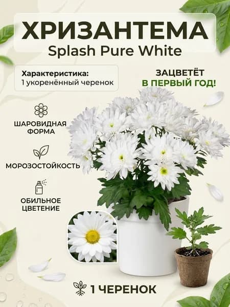 Хризантема Splash Pure White укорененный черенок