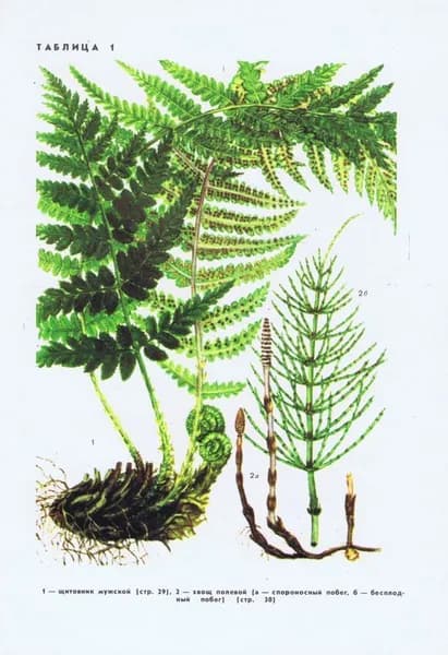 Растения. Щитовник (папоротник), хвощ, лиственница, можжевельник. Двухсторонняя антикварная офсетная литография. СССР, 1976 год