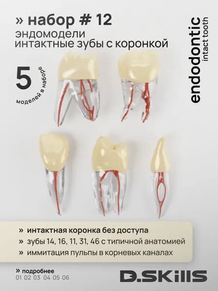 Эндодонтические интактные модели зубов без доступа (эндотрейнеры), 5 шт.