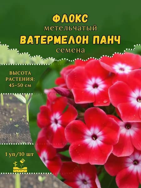 Флокс "Ватермелон Панч" семена, 1 пачка