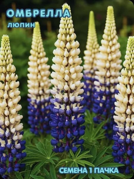 Семена Люпин Многолетний, многолетний 15 семян