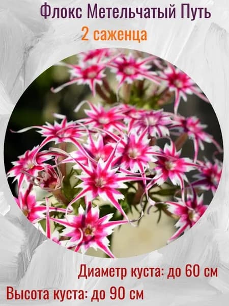 Флоксы саженцы многолетние цветы для сада 2 шт