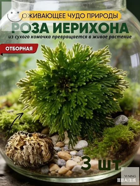 Воскрешение сухих цветов/Восстанавливает цвет при попадании воды,3 шт