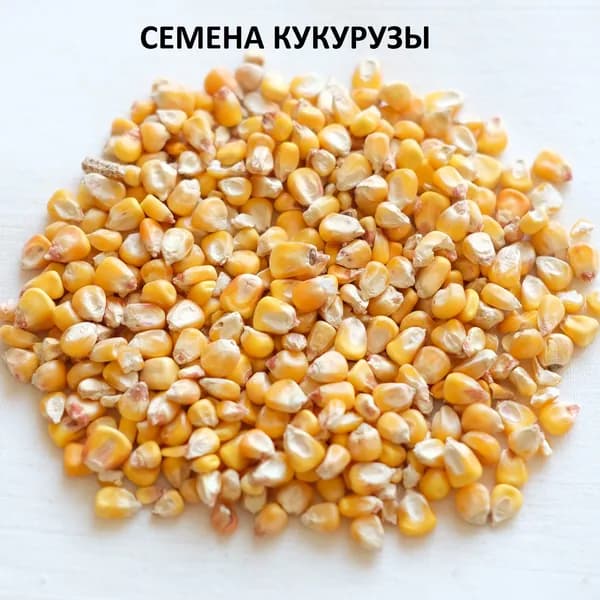 Кукуруза кормовая для птицы и с/х животных 3кг