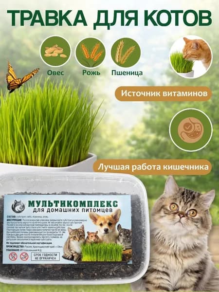 Трава для котов набор