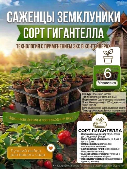 саженцы клубники Гигантелла с ЗКС 6 шт