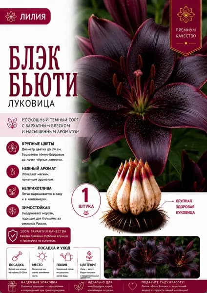 луковицы лилии Блэк Бьюти
