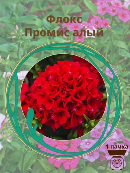 Флокс Промис алый 10 шт семян