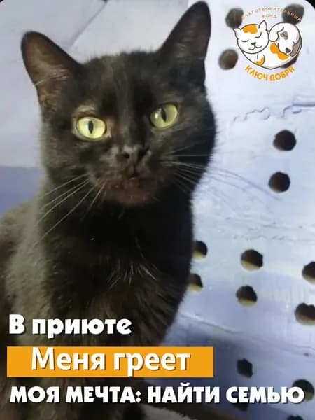 Помочь кошке Жаклин найти дом