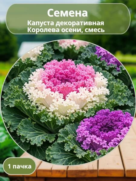Капуста декоративная Королева осени, смесь, семена 10 шт