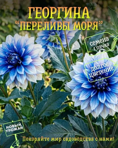 Георгина Переливы моря, семена, 10 шт.
