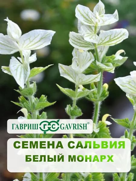 Семена Сальвия "Белый монарх" хорминум 0,05 гр.
