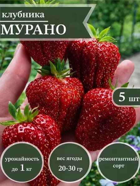 Рассада клубники Мурано 5 шт