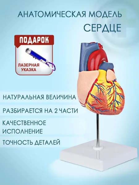 Комплект: Анатомическая модель сердца человека разборная на 2 части в натуральную величину 1:1, лазер с фонариком в комплекте