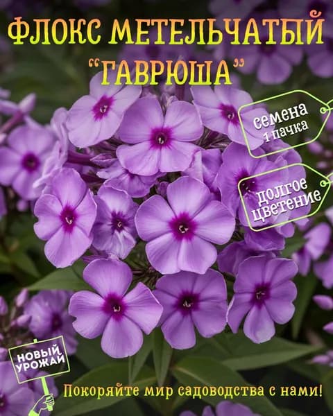 Флокс (метельчатый) Гаврюша, семена, 10 шт.