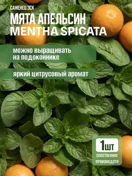Мята апельсин саженец морозостойкая зкс