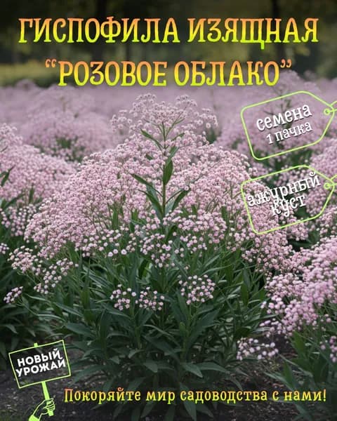 Гипсофила изящная Розовое облако, семена, 10 шт.