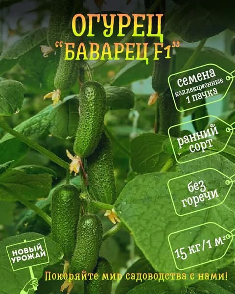 Огурец Баварец F1, коллекционные семена, 10 шт.
