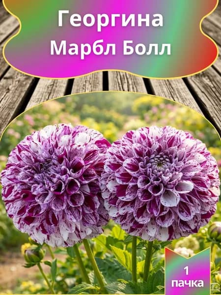 Георгина Марбл Болл 10 шт