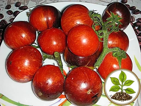 Коллекционные семена томата Гном полосатый Энто