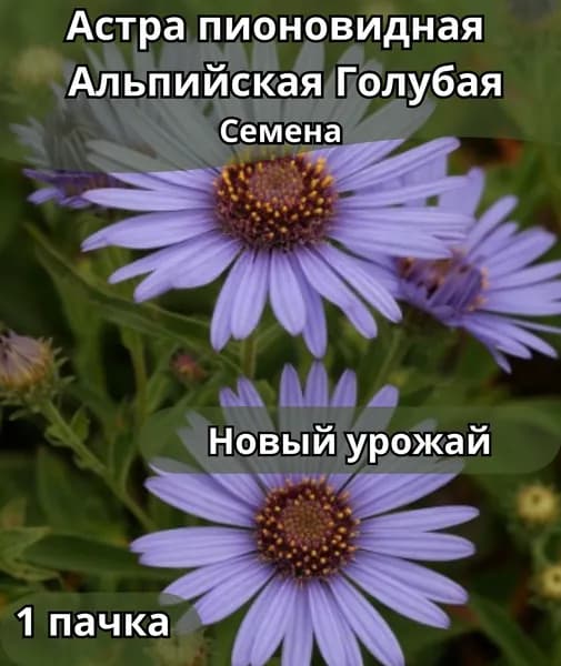 Астра Альпийская Голубая, семена 10 шт