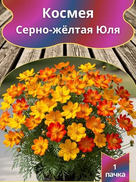 Космея Серно жёлтая Юля , семена 10 шт.