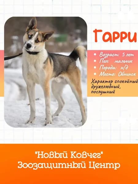 Помочь Гарри найти дом