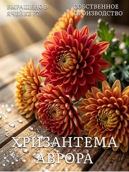 Хризантемы многолетние саженцы зимостойкие кустовые Аврора