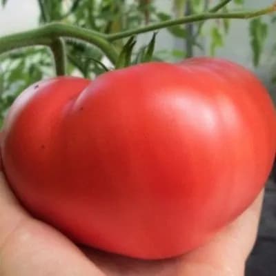 Семена коллекционные томата Минусинские Огромные Сердца