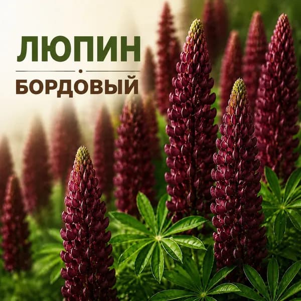 Семена Люпин Бордовый, многолетний 15 семян