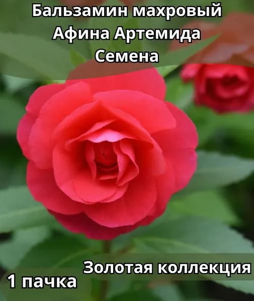Бальзамин махровый Афина "Артемида", Семена 10шт в пачке
